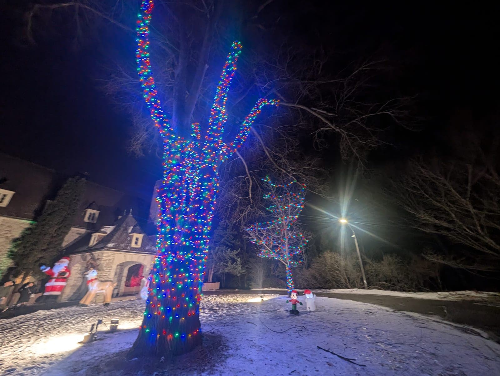 Mature deciduous tree in a front yard fully wrapped with warm white LED lights from trunk to branch tips