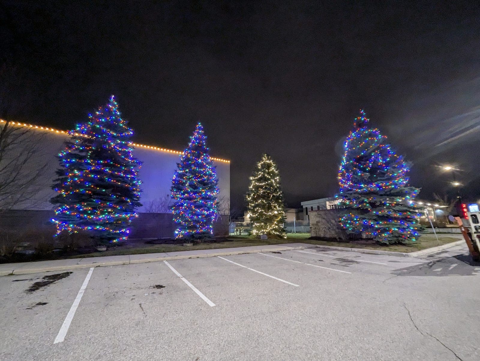 Large commercial evergreen trees wrapped in multicolour Christmas lights beside a warm-white lit building