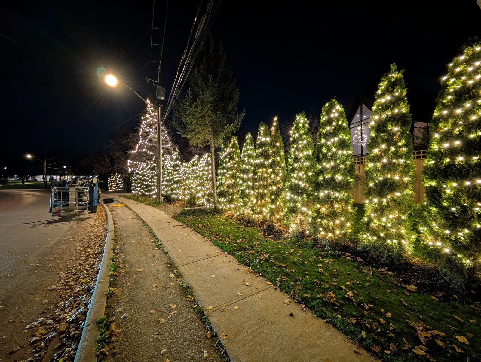 Commercial landscape Christmas lighting on a row of evergreens along a lit street at night